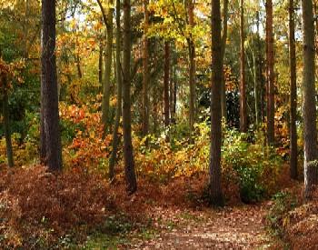 new forest